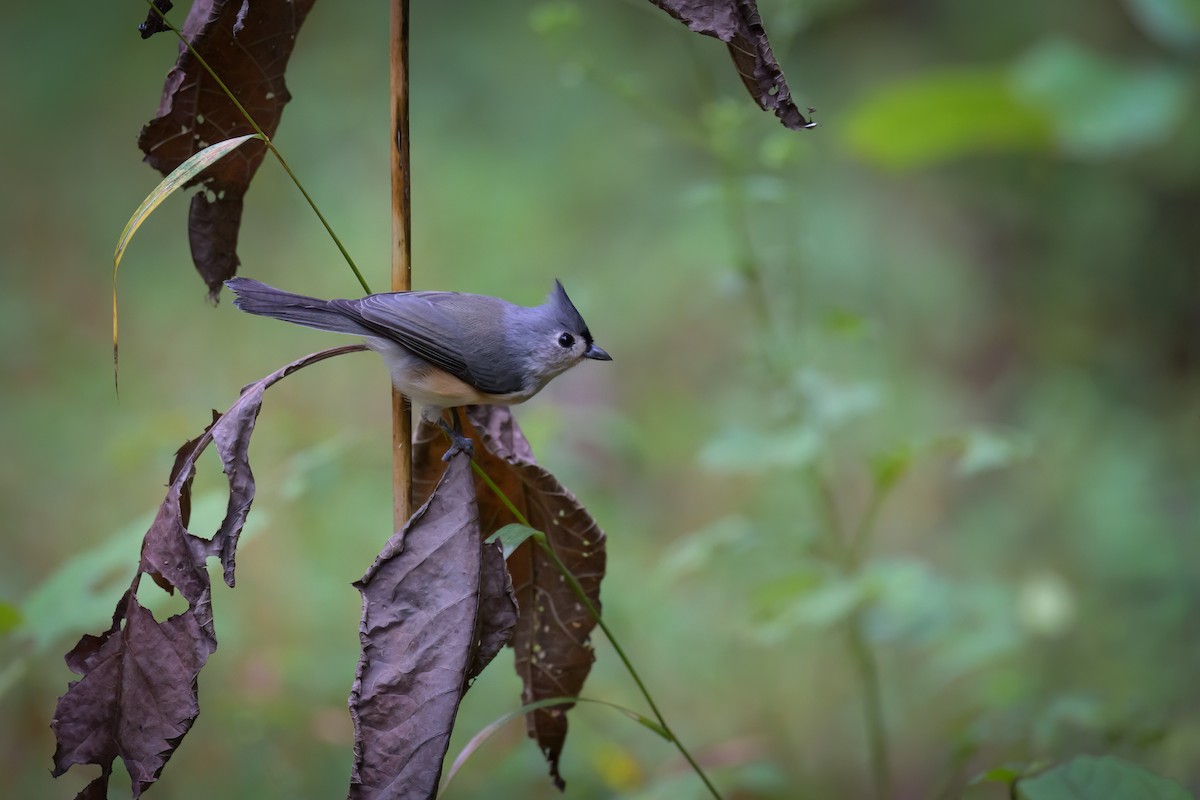 Tufted Titmouse - ML624174358