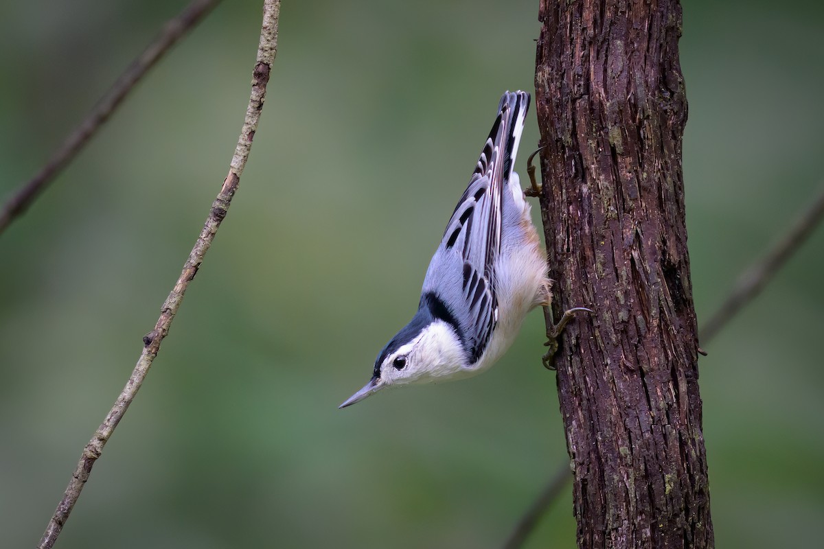 White-breasted Nuthatch - ML624174360