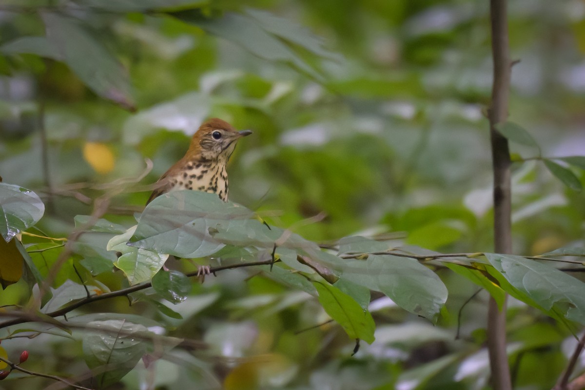 Wood Thrush - ML624174364