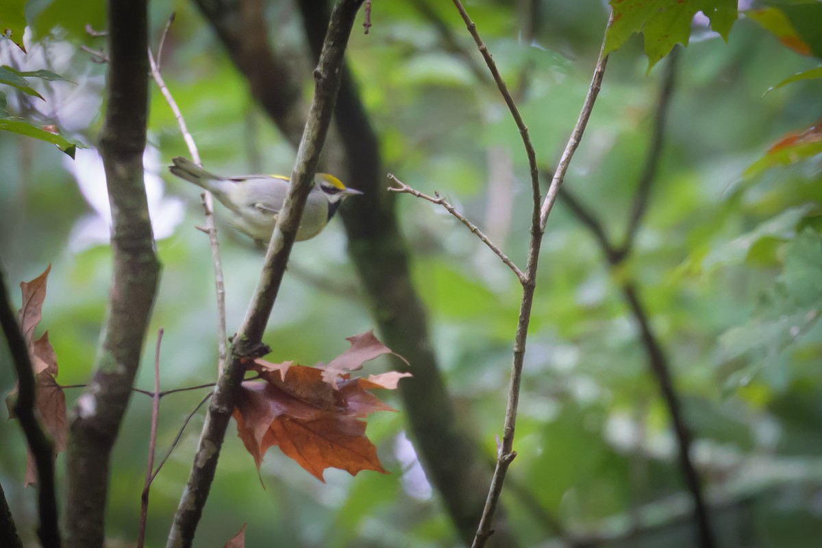 Golden-winged Warbler - ML624174367