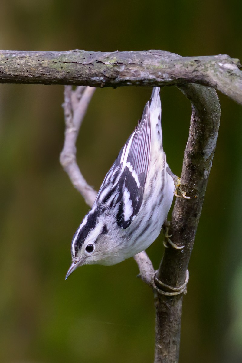 Black-and-white Warbler - ML624174368