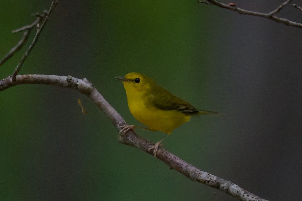 Hooded Warbler - ML624174375