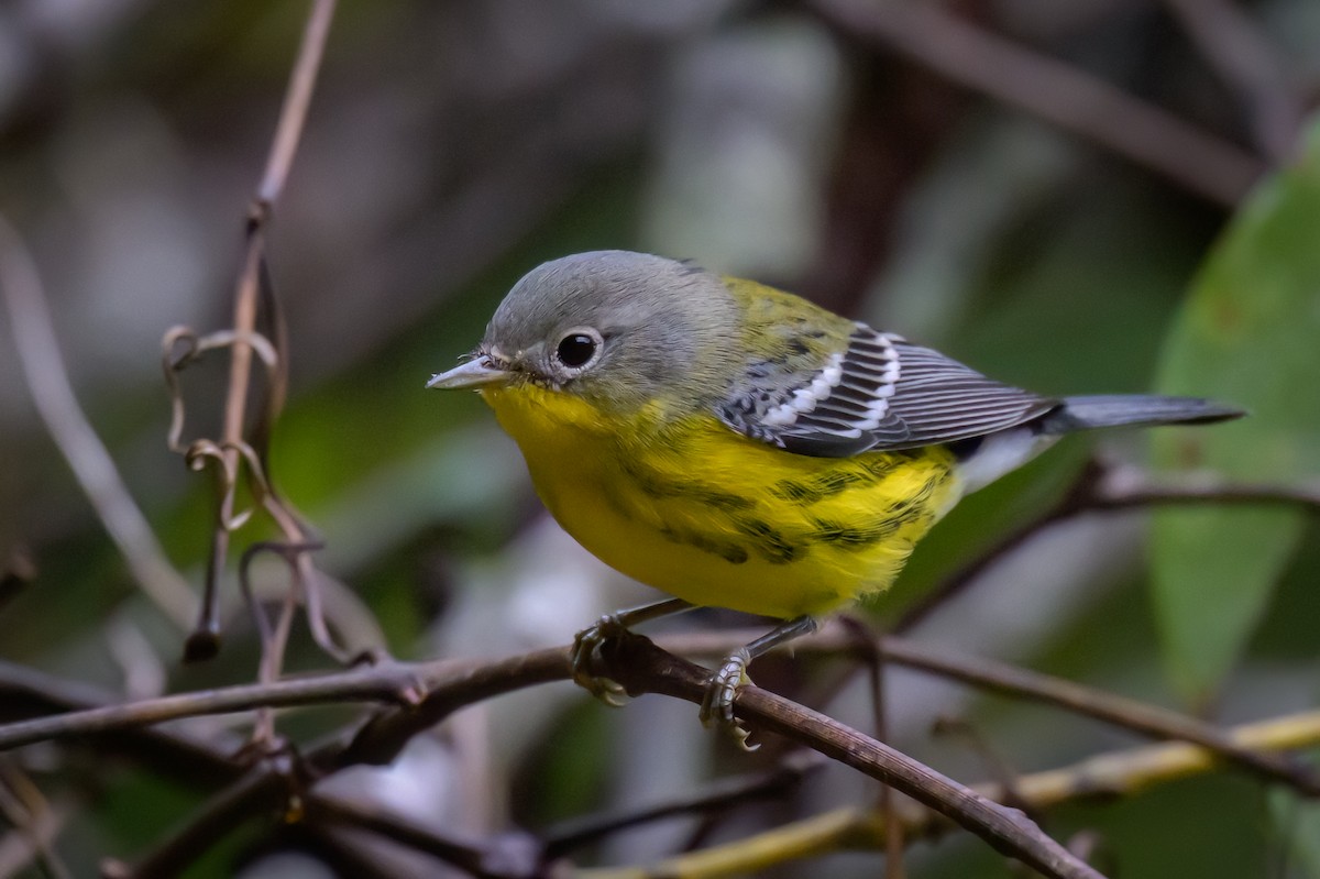 Magnolia Warbler - ML624174381