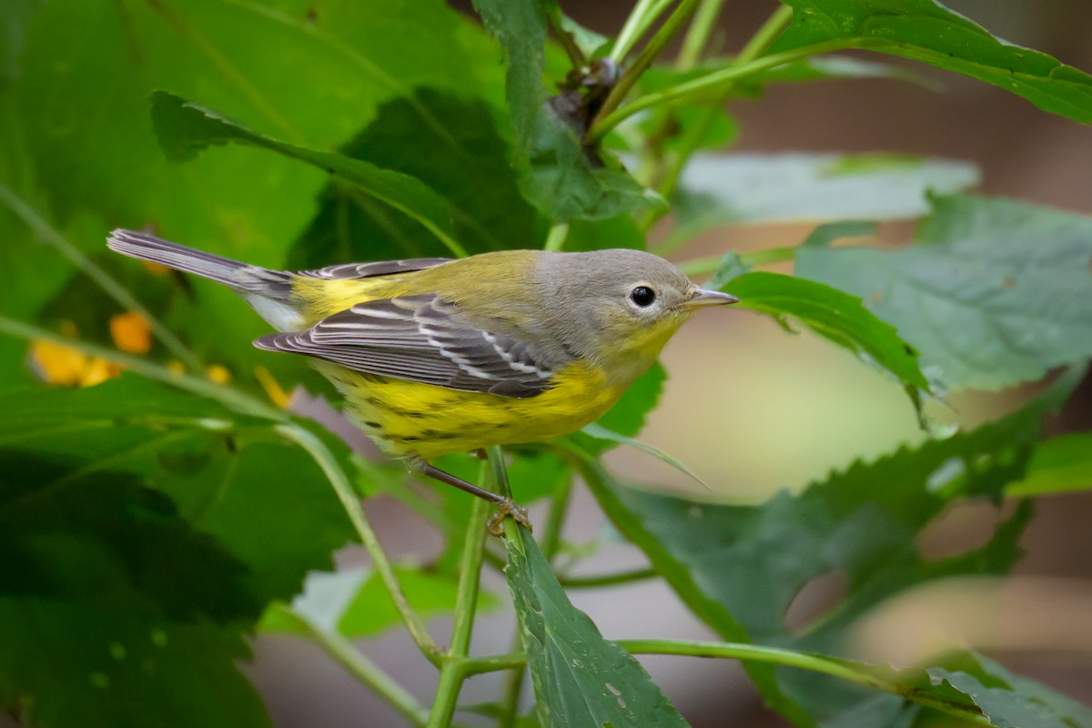 Magnolia Warbler - ML624174382