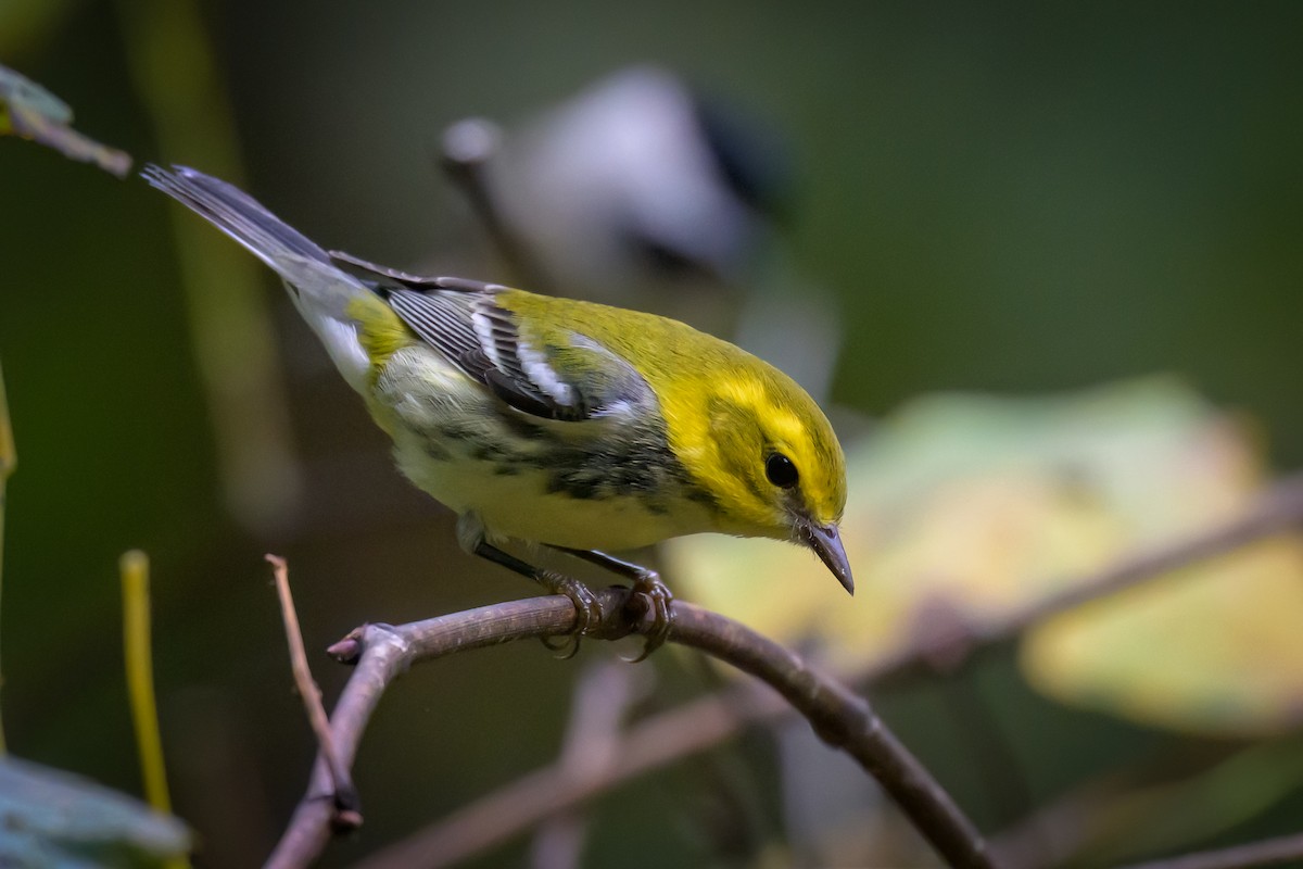 Black-throated Green Warbler - ML624174388