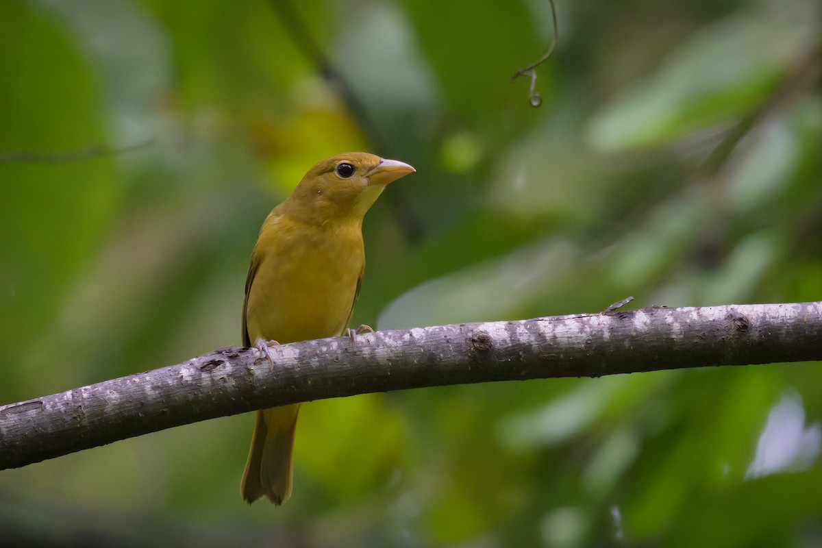 Summer Tanager - ML624174389