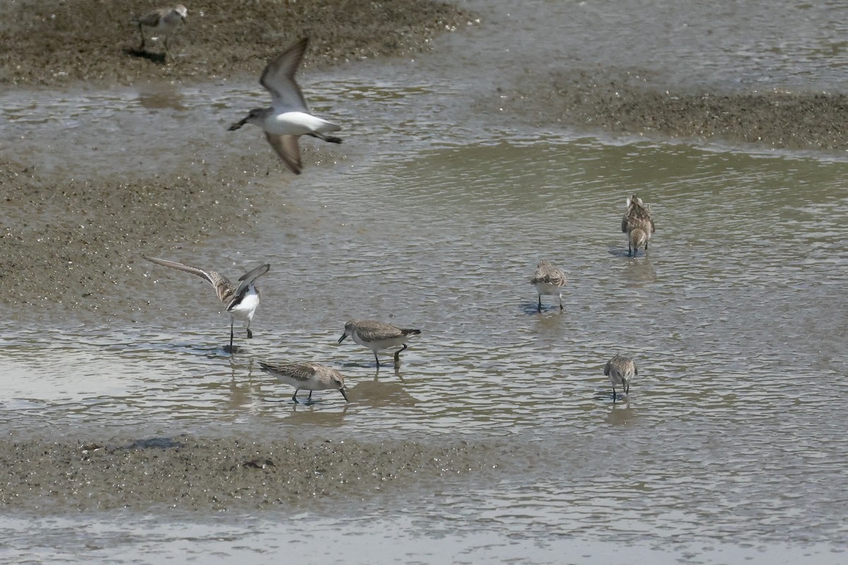 sandsnipe - ML624174390