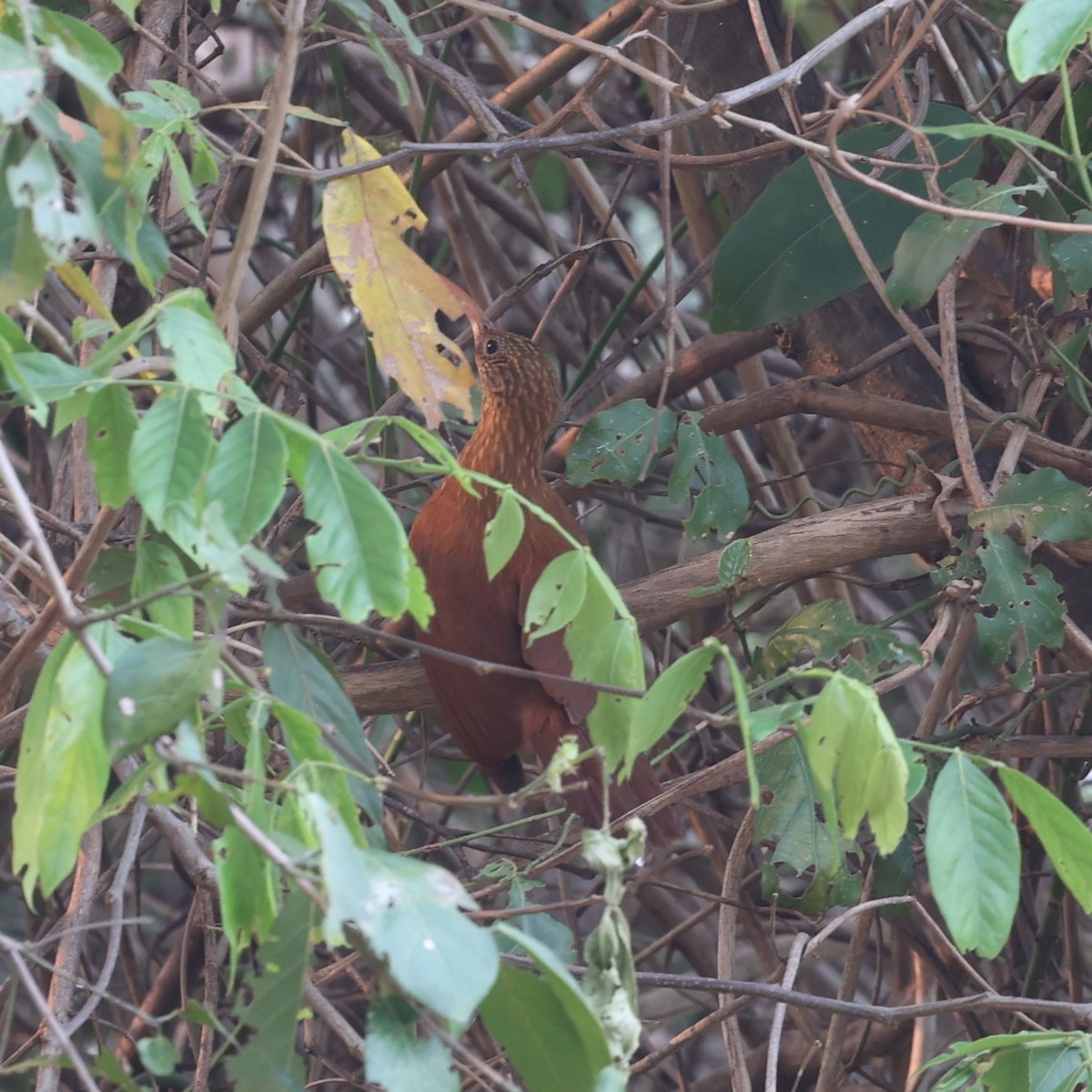 Red-billed Scythebill - Dawn Lloyd