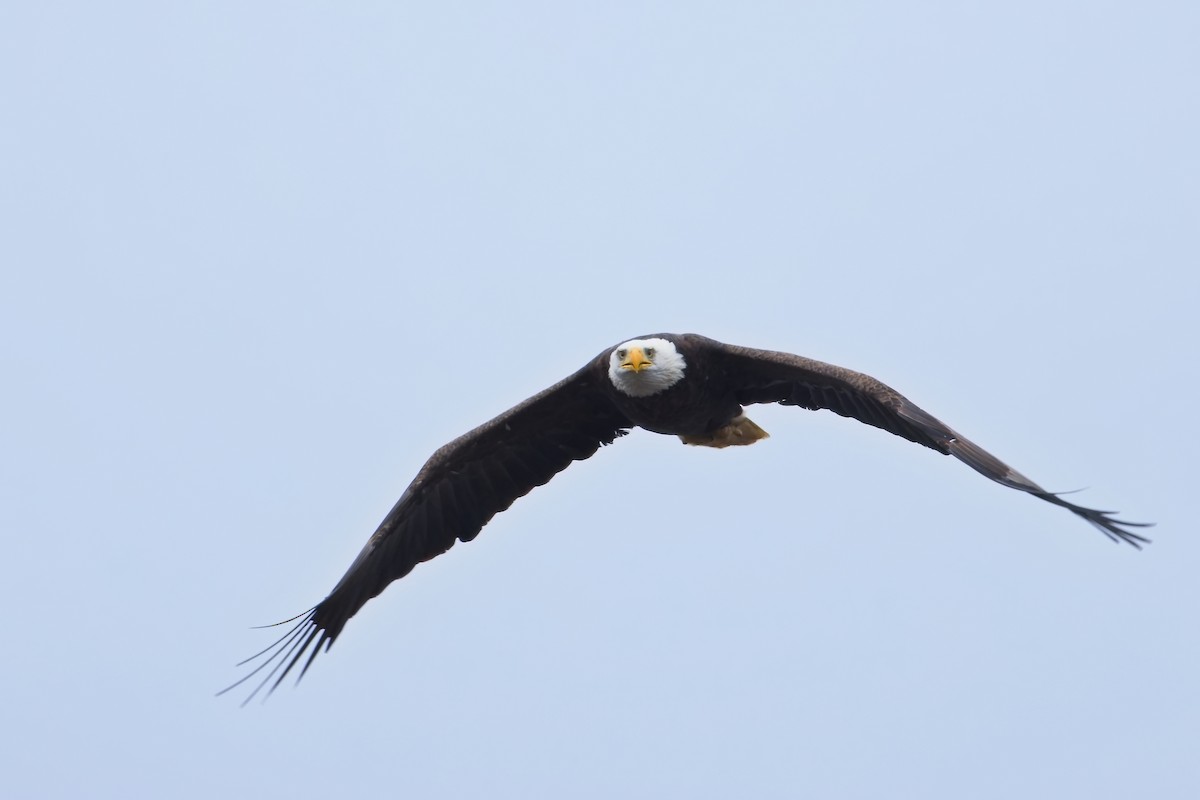 Bald Eagle - ML624174395