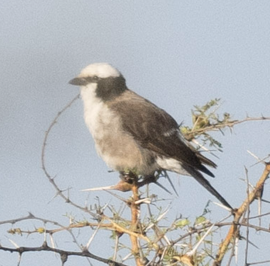 White-rumped Shrike - Anonymous