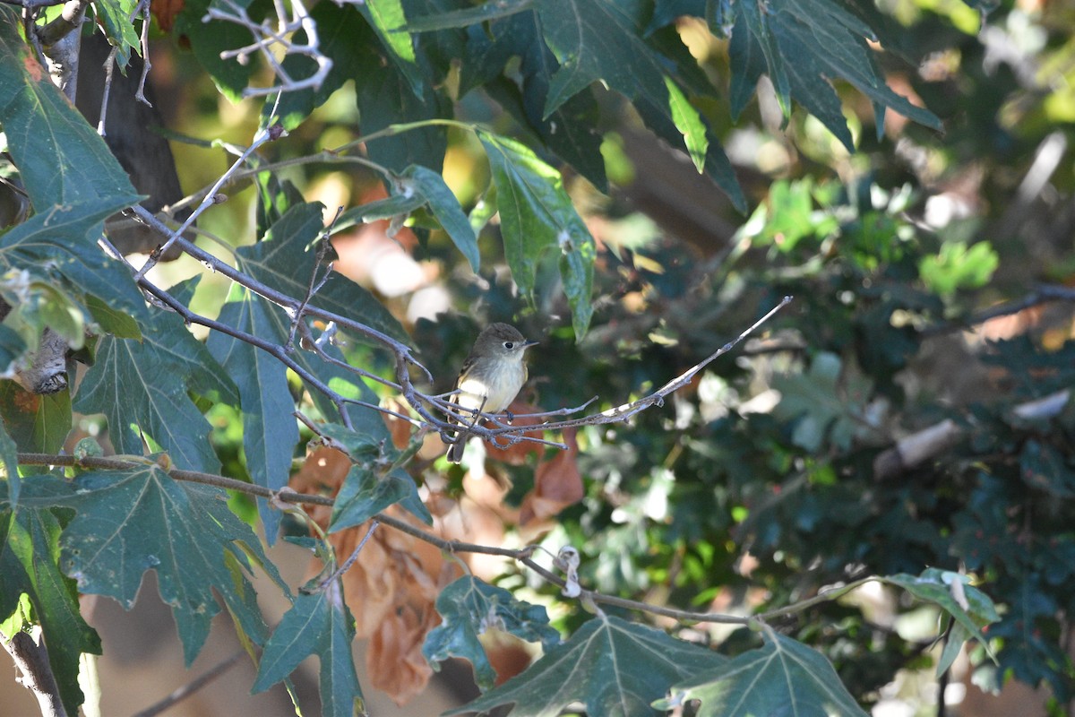 Western Flycatcher (Pacific-slope) - ML624174439