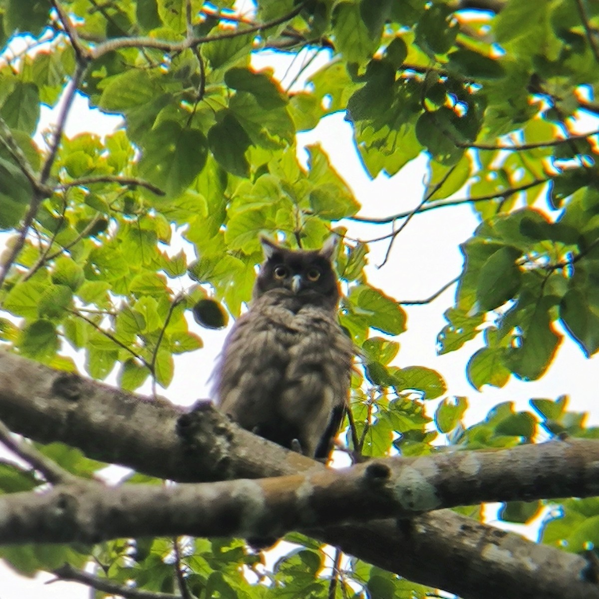 Dusky Eagle-Owl - ML624174456