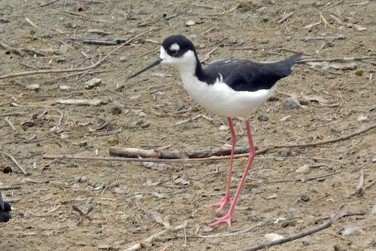 Black-necked Stilt - ML624174461