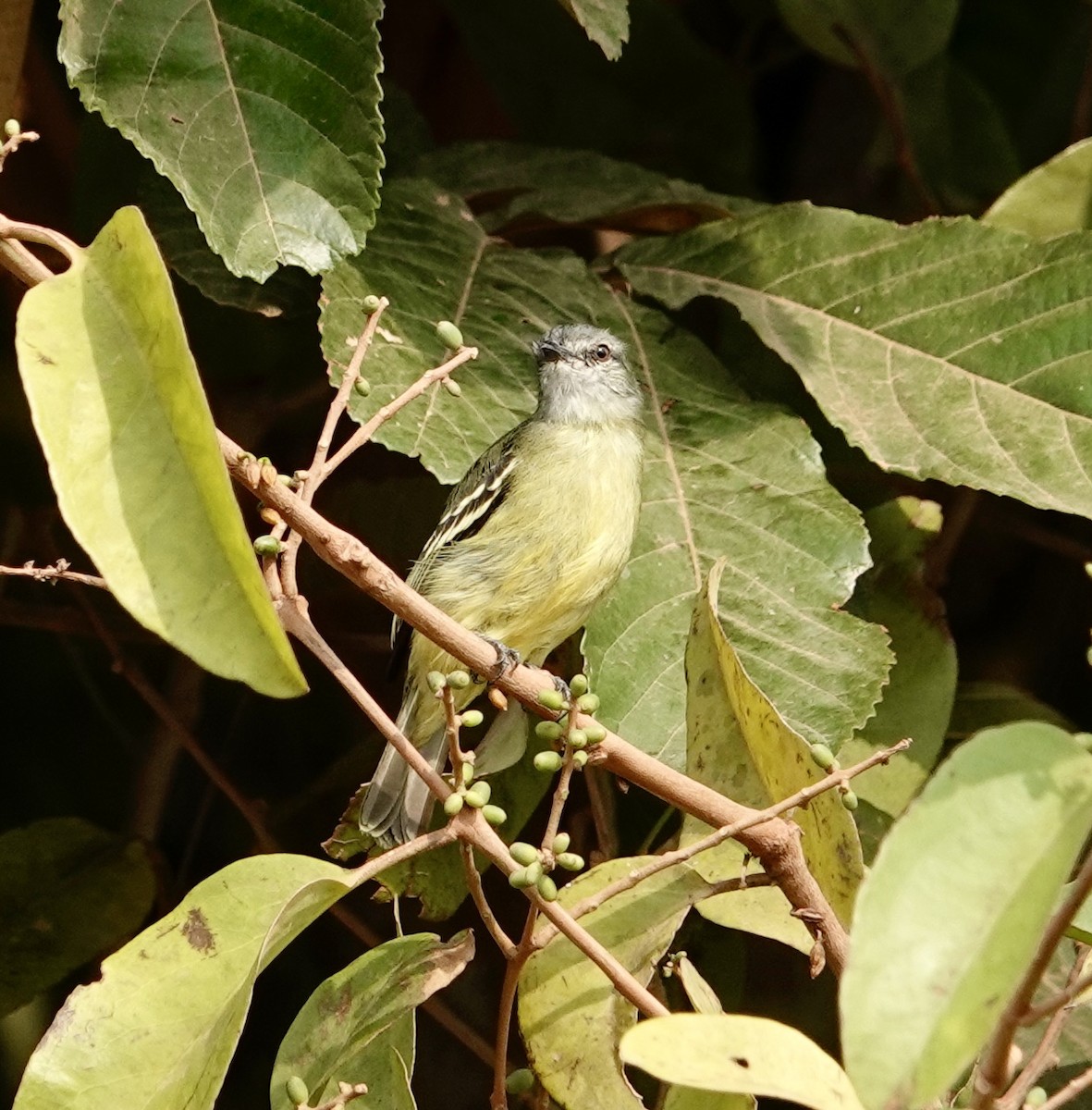 Yellow-crowned Tyrannulet - ML624174470