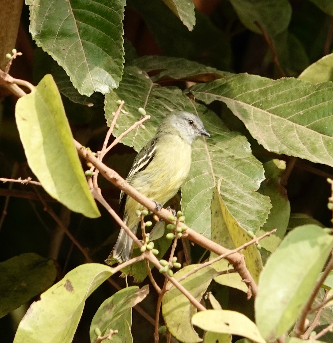 Yellow-crowned Tyrannulet - ML624174471