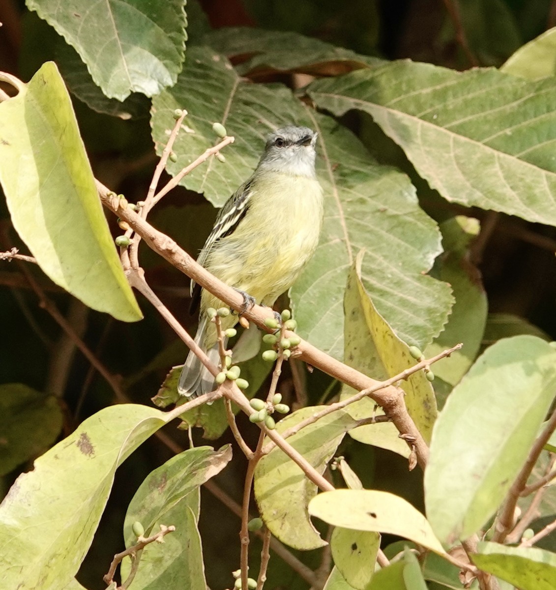 Yellow-crowned Tyrannulet - ML624174472