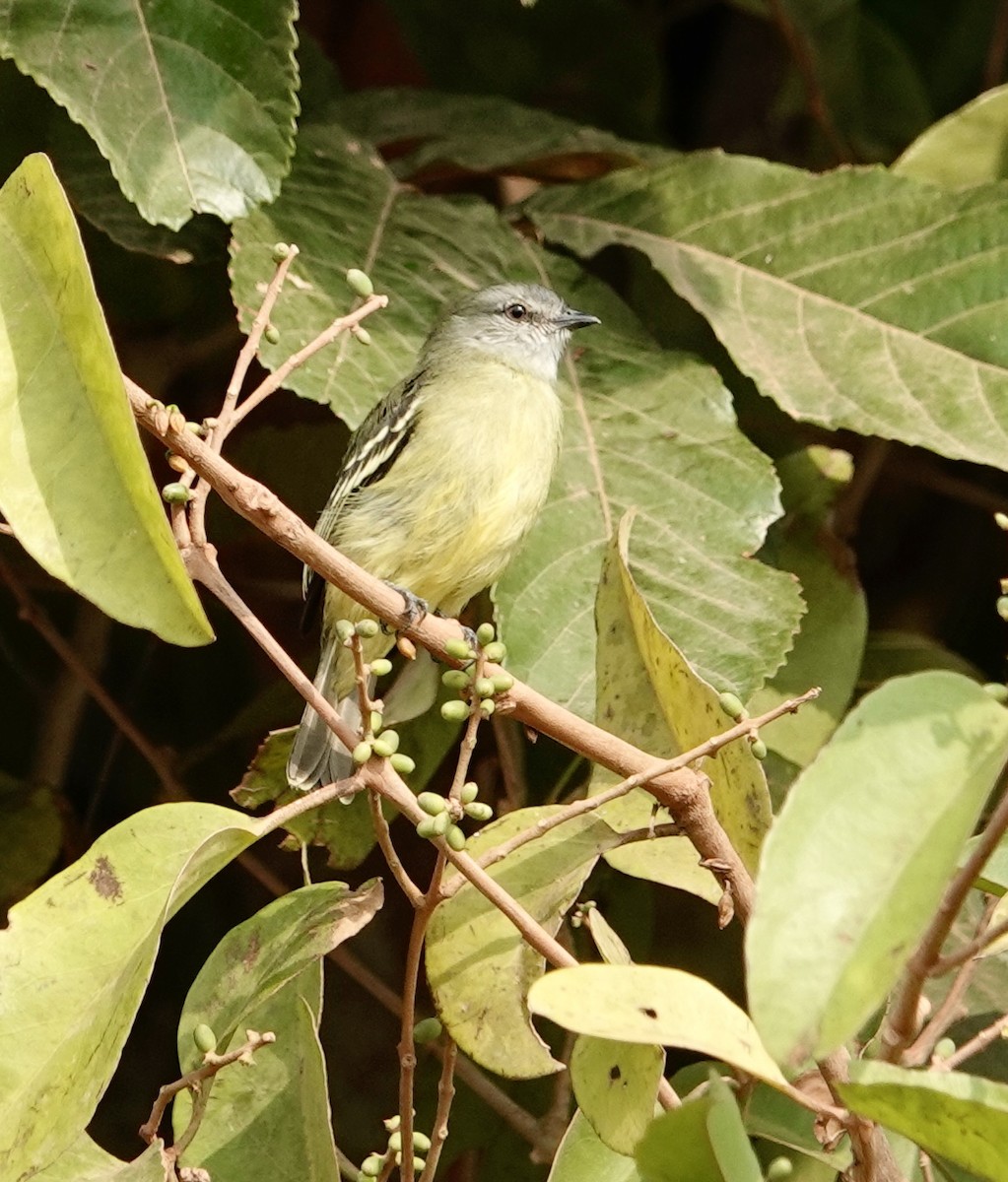 Yellow-crowned Tyrannulet - ML624174473