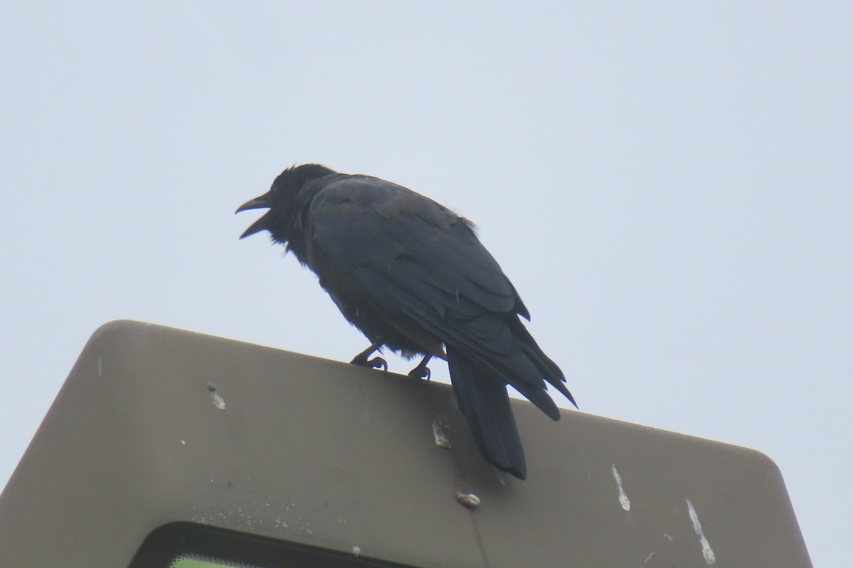 Fish Crow - ML624174484