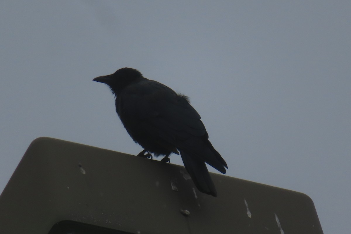 Fish Crow - ML624174485