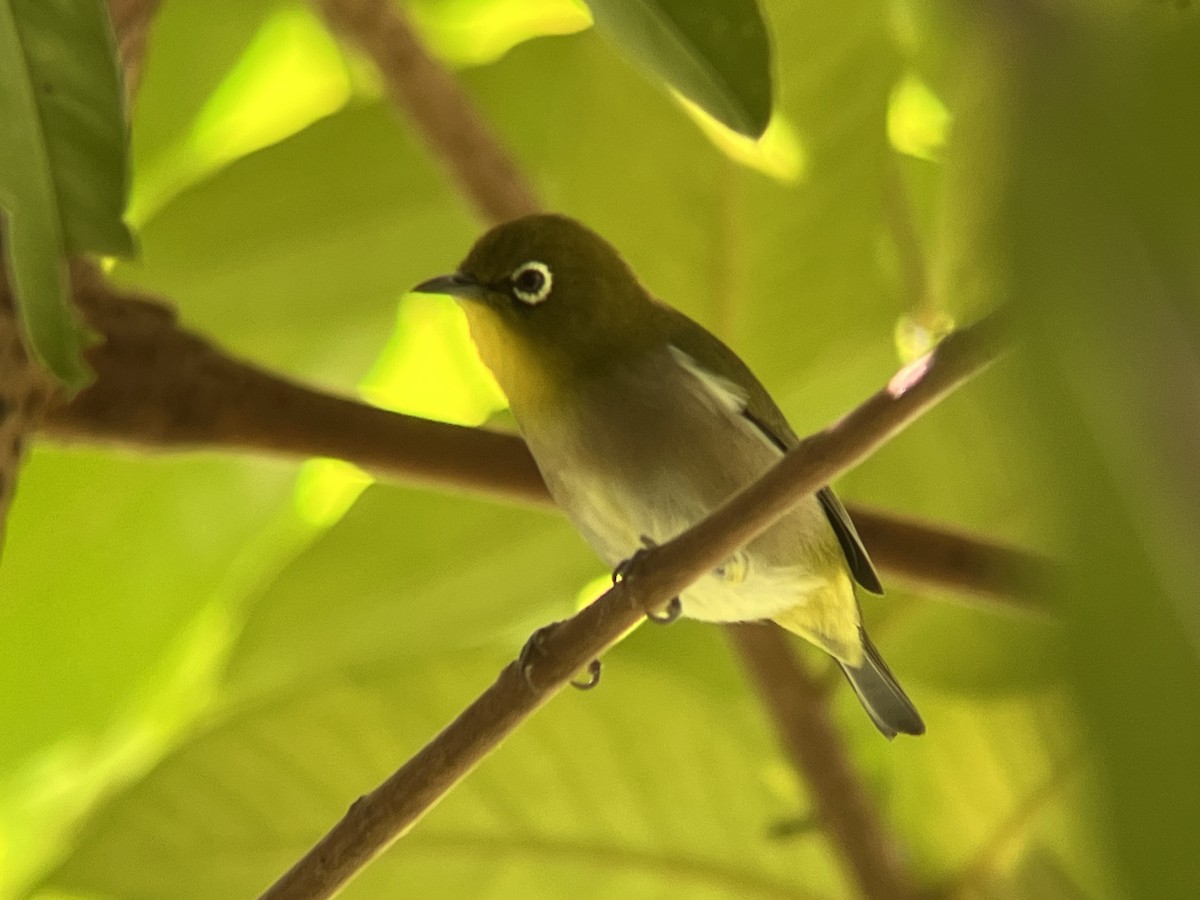 Warbling White-eye - ML624174491