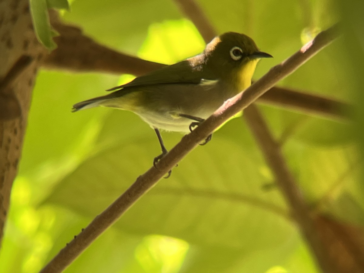 Warbling White-eye - ML624174492