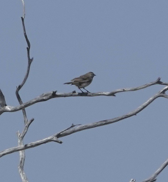 Rufous Songlark - ML624174507