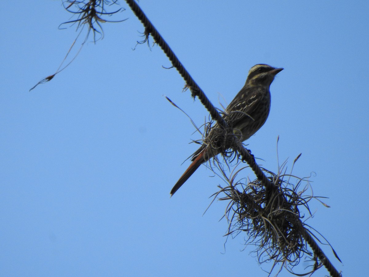 Variegated Flycatcher - ML624174562