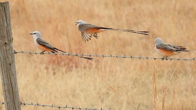 Scissor-tailed Flycatcher - ML624174568