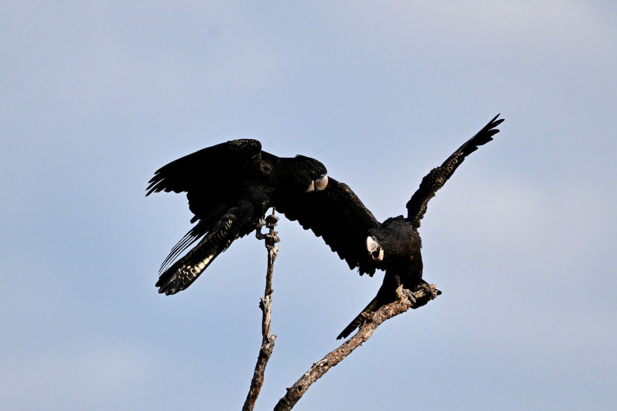 Red-tailed Black-Cockatoo - ML624174584