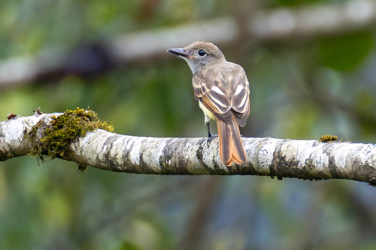 Great Crested Flycatcher - ML624174590