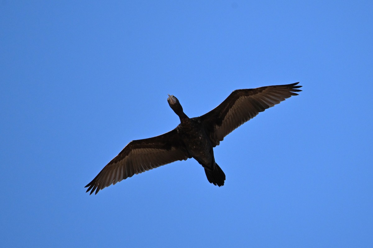 Little Black Cormorant - ML624174593