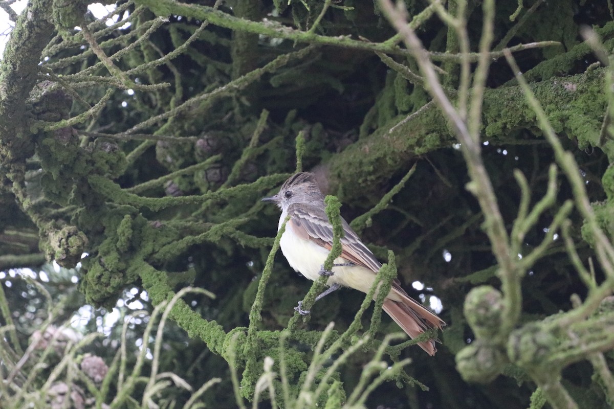 Ash-throated Flycatcher - ML624174598