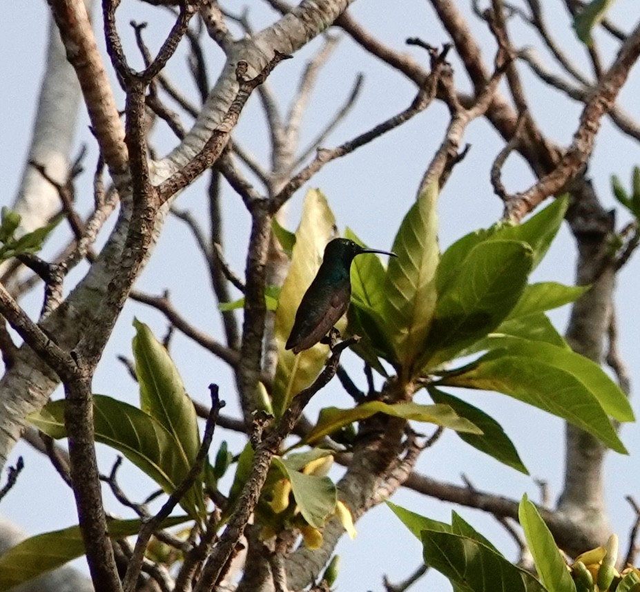 Green-throated Mango - ML624174600