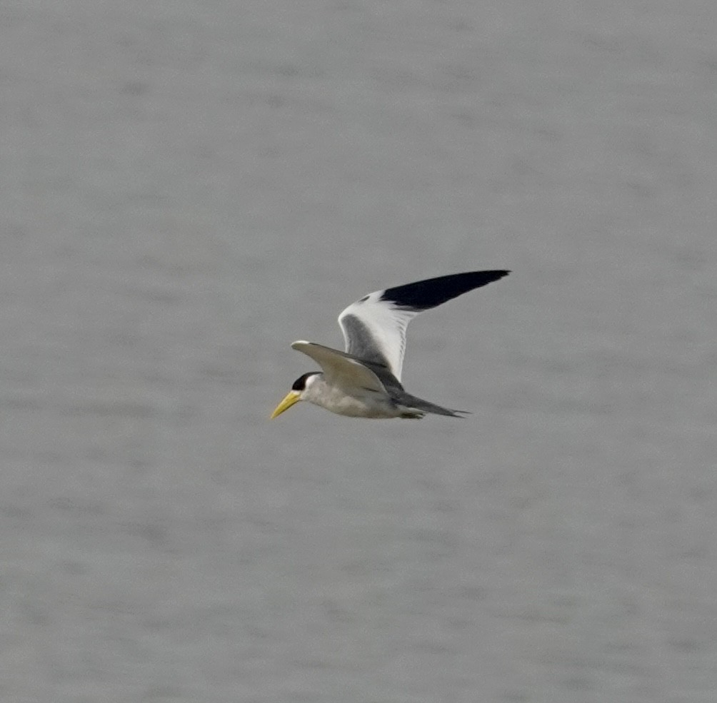 Large-billed Tern - ML624174606