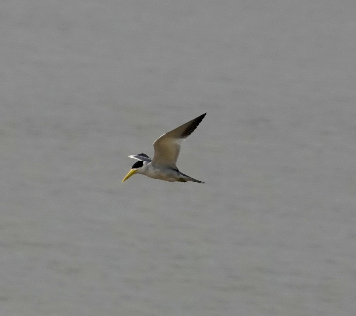 Large-billed Tern - ML624174607