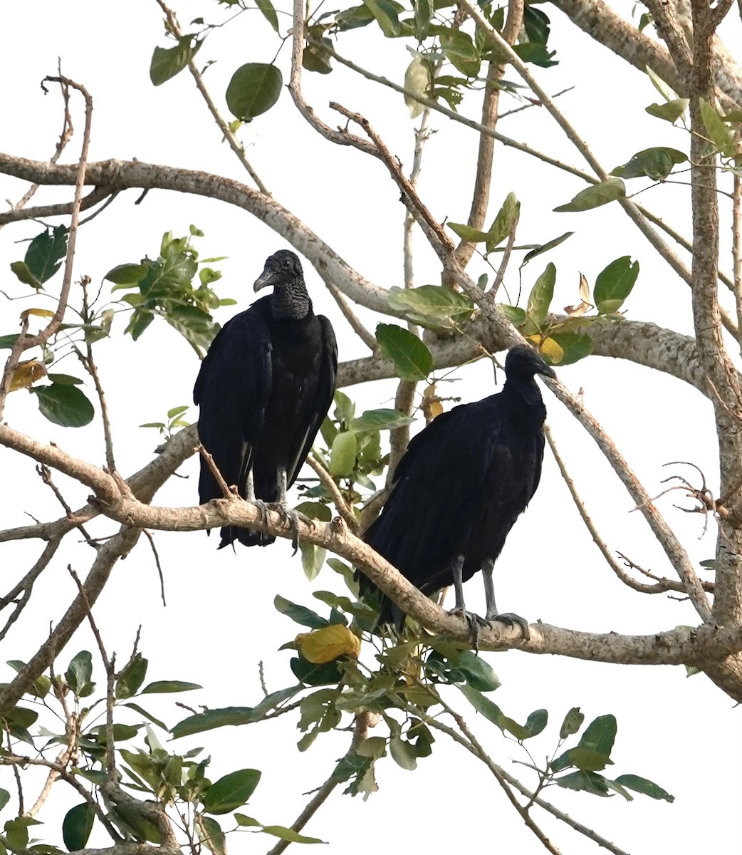 Black Vulture - ML624174614