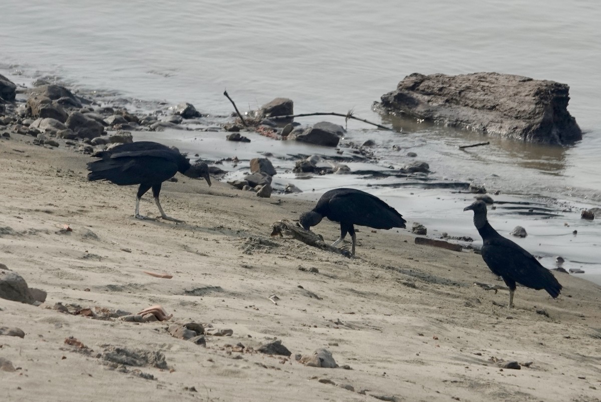 Black Vulture - ML624174616