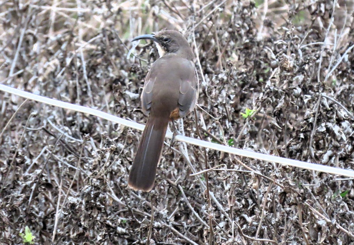 California Thrasher - ML624174627