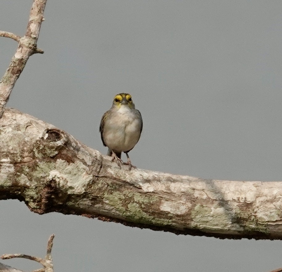 Yellow-browed Sparrow - Jill Punches