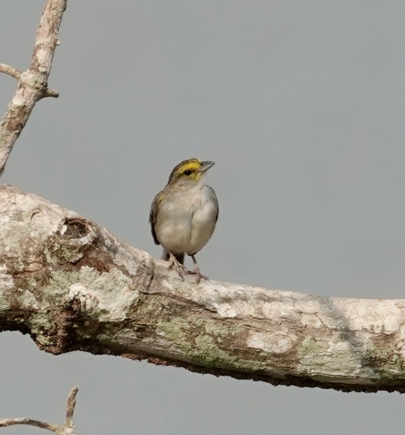 Yellow-browed Sparrow - ML624174636