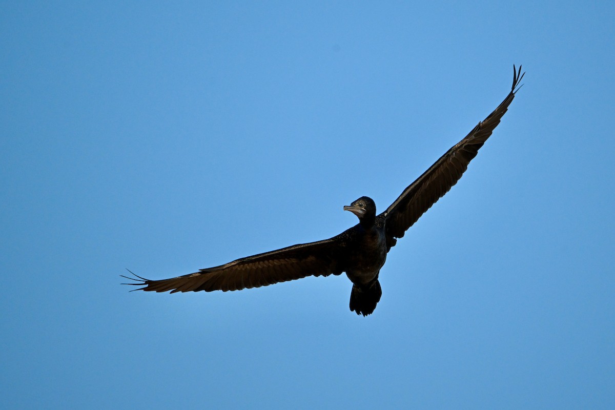 Little Black Cormorant - ML624174639