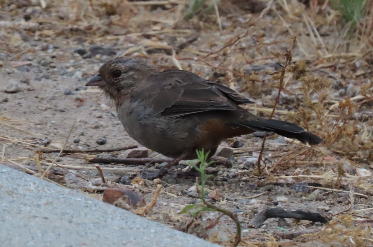 California Towhee - ML624174667