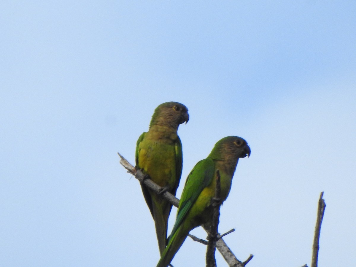 Brown-throated Parakeet - ML624174683