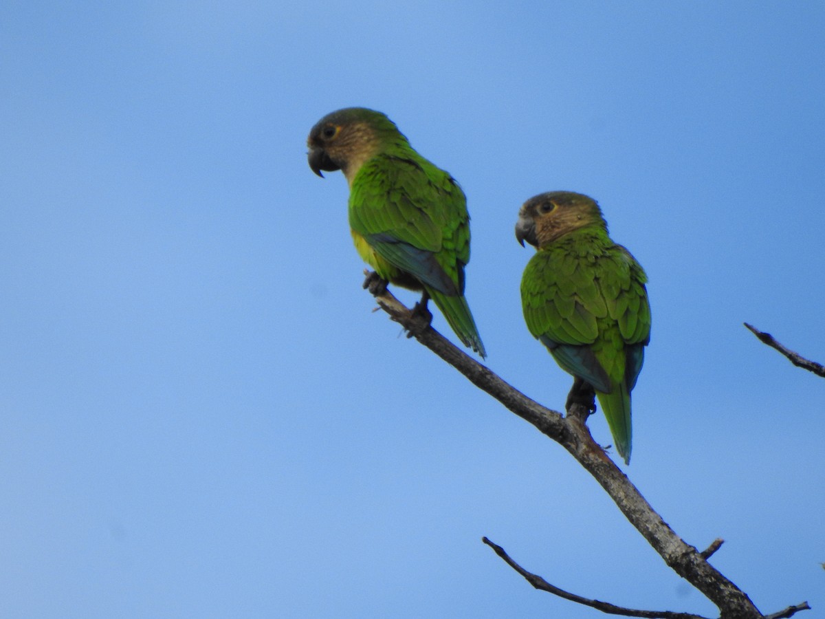 Brown-throated Parakeet - ML624174684