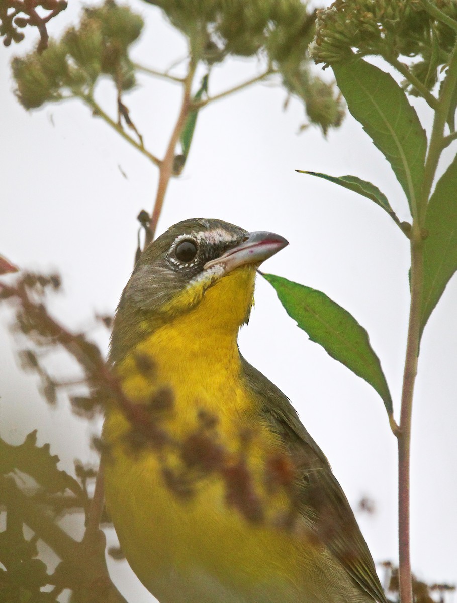 Yellow-breasted Chat - ML624174695