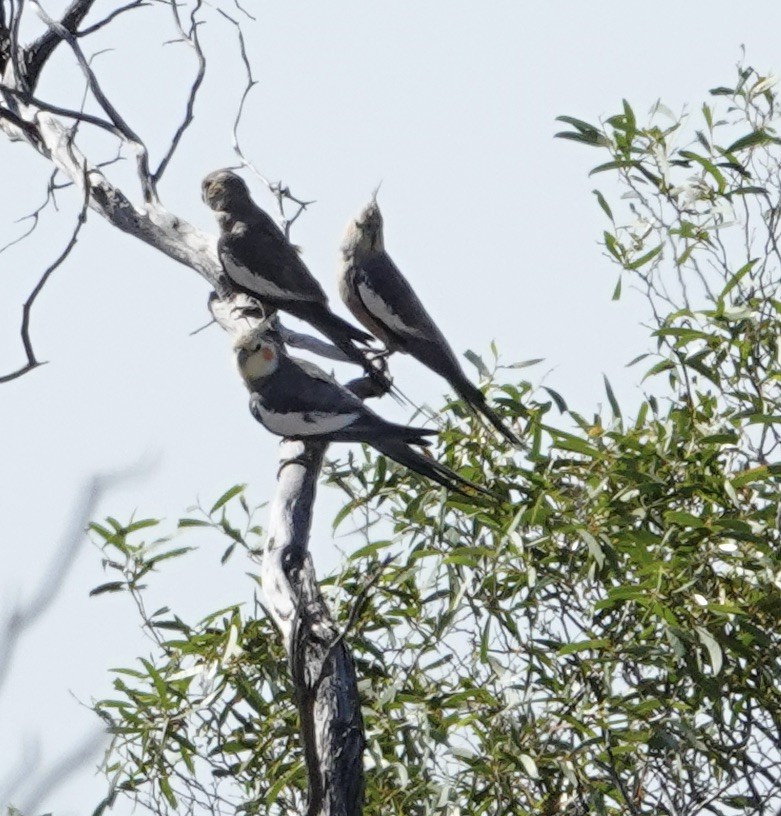 オカメインコ - ML624174704