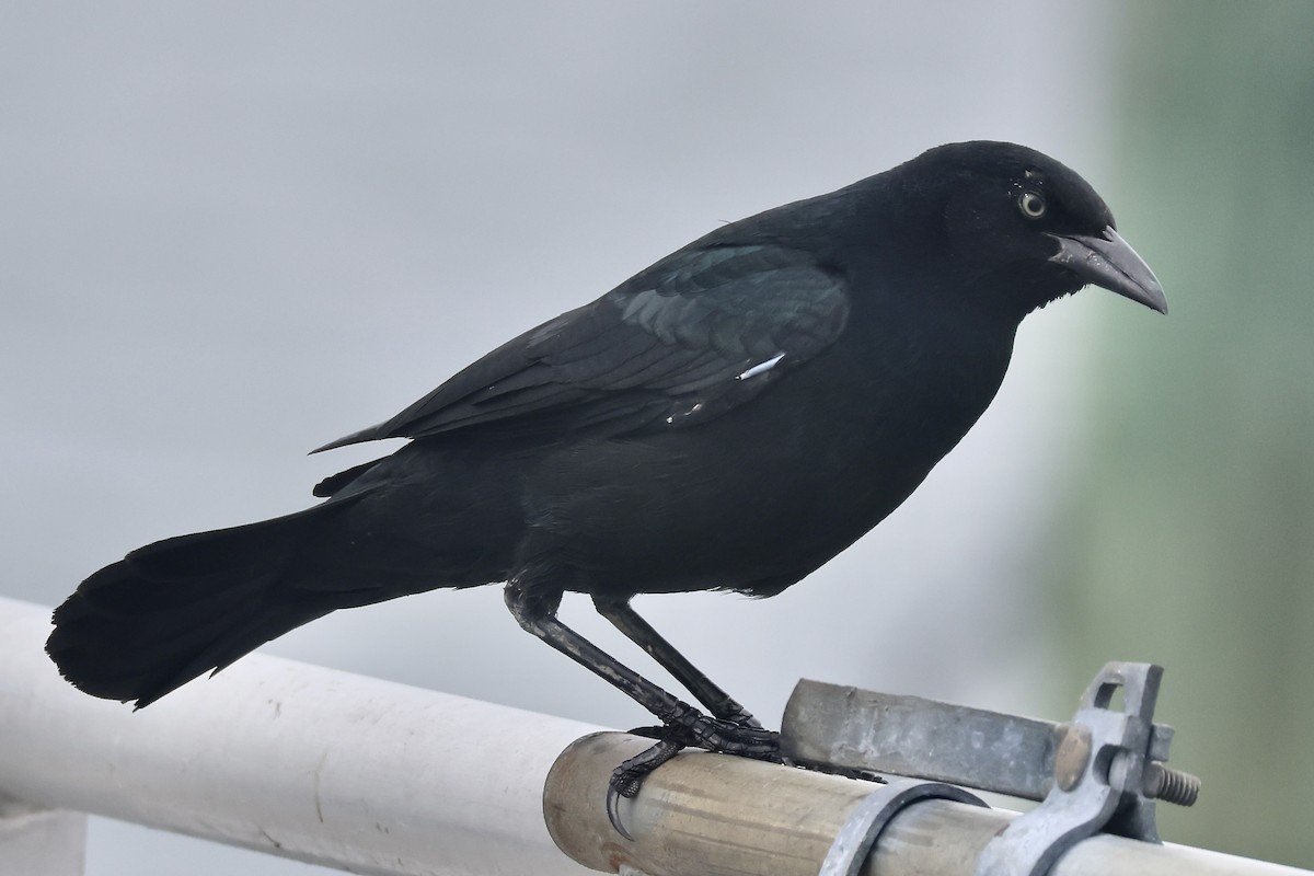 Boat-tailed Grackle - ML624174707