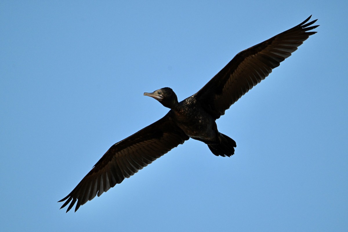 Little Black Cormorant - ML624174708