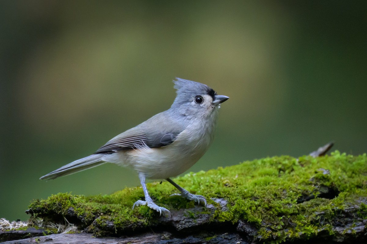 Tufted Titmouse - ML624174709