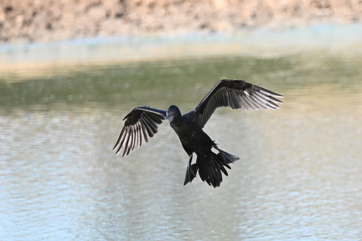 Little Black Cormorant - ML624174716